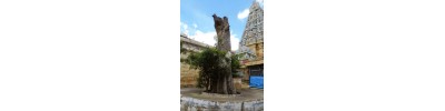 திருச்செங்கோடு